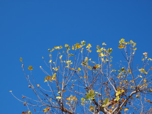 青空に向かって立つ木