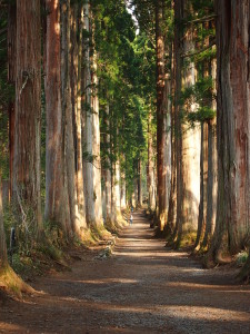 奥社参道杉並木