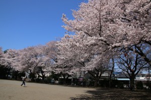 神明神社の桜