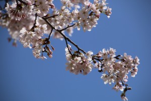 神明神社の桜_2