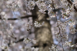 桜_4