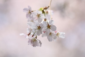 桜_1