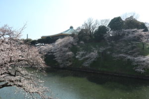 桜_1