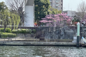 隅田川沿いの桜
