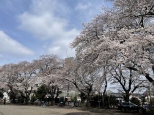 神明神社の桜