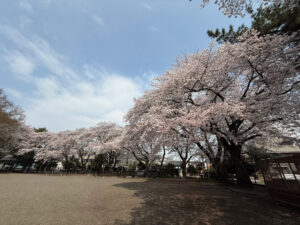 満開の桜